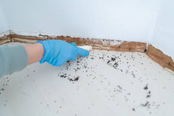 Best Flea Control Services  in Strathmore, NJ